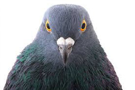 pigeonhole