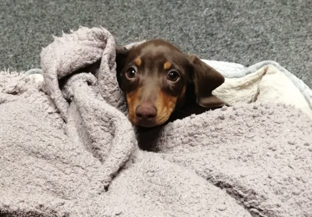 IMG_20201130_081208_resized_20201130_081252273